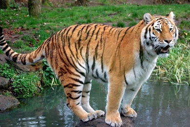 Tiger HD Animal Wallpapers