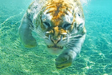 Diving Tiger 3D HD Wallpapers 1920x1080 Download – HD WALLPAPER WIDE