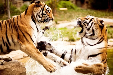 Tigers Playing Wallpapers