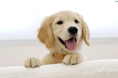 Cute Puppy Hd Wallpaperfree 1920x1200PX Wallpapers Cute Puppy ...