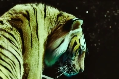 Tiger Life Of Pi 1920x1080 HD Wallpapers   1650743