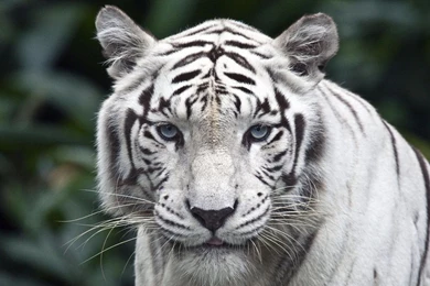 1920x1080 White Tiger Backgrounds Wallpapers