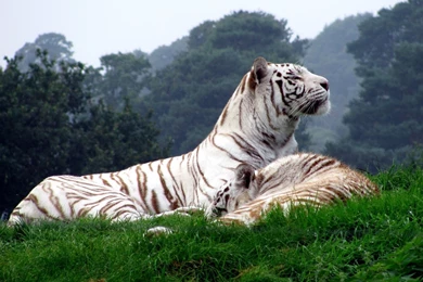 White Tigers Wallpapers 208749