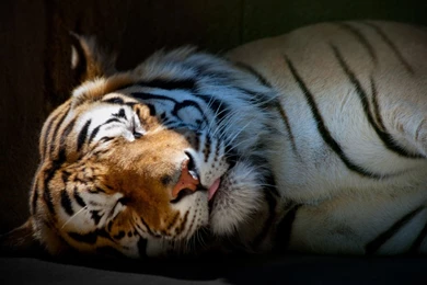 HD Quality Tiger Cute Sleeping Tiger Wallpapers   SiWallpapers 20575