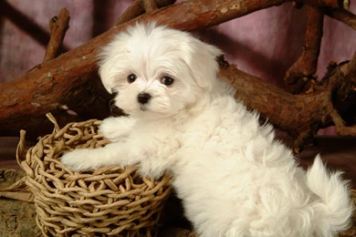 Maltese Dog Desktop Wallpaper, Maltese Dog Pictures, New Wallpapers