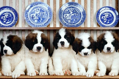 Download Cute Saint Bernard Puppies Desktop Wallpapers