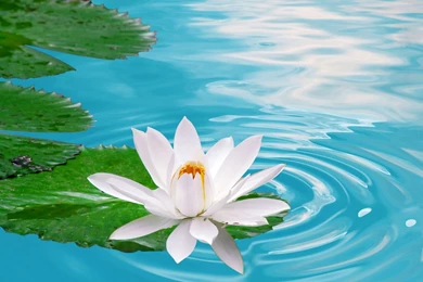 Lotus Flowers Wallpapers HD Pictures