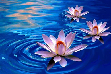 Lotus Flower Wallpapers