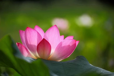 Lotus Flower Wallpaper Images