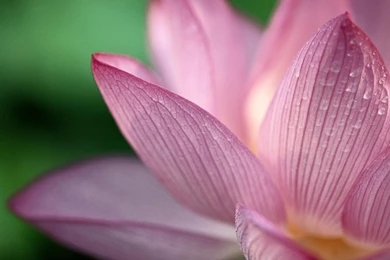 Lotus Wallpapers
