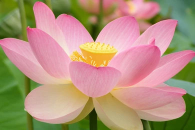 Pink Lotus Flower Wallpapers   Splendid Wallpapers HD