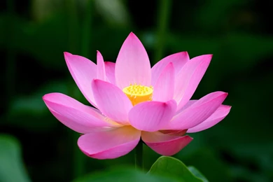 Lotus Flower Wallpapers