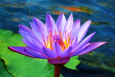 White Lotus Flowers Beautiful Images   Beautiful Black And White ...