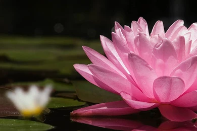 Download Wallpapers 3840x1200 Lotus, Flower, Water Lilies, Swamp ...