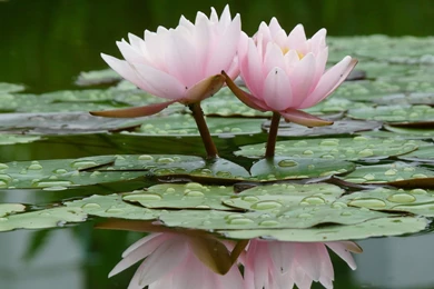 Lotus Flower Black And White Wallpapers   Wallpaper.