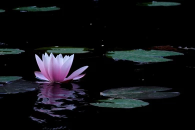 Water Flowers Water Lilies Lotus Flower Pink Flowers Wallpapers ...
