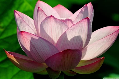 Lotus Flower HD Desktop Wallpapers : Widescreen : High Definition ...
