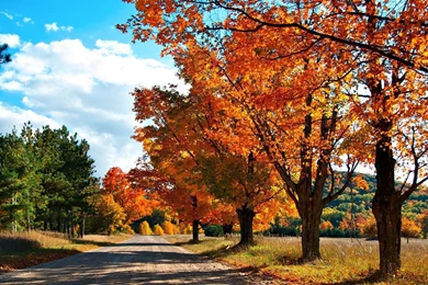 Autumn, Lane, Wallpaper, Trees (