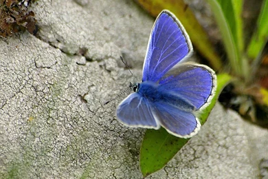 Desktop Wallpapers · Gallery · Animals · Blue Butterfly   Digital ...