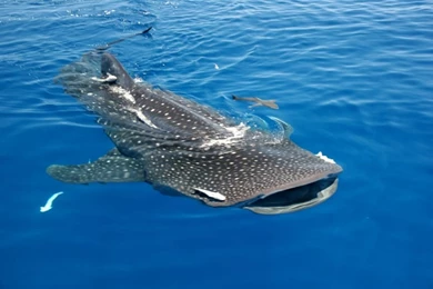 High School Football Field   Wallpaper.