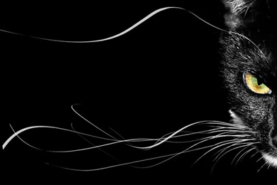 Wallpapers Black Cat