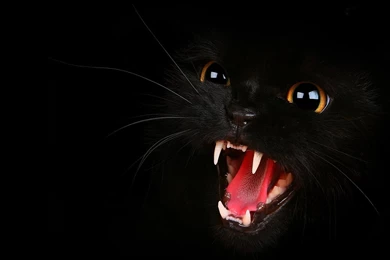 Black Cats HD Wallpapers