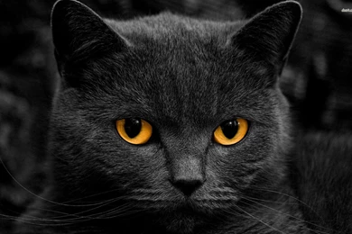 Black Cat Wallpapers   Animal Wallpapers