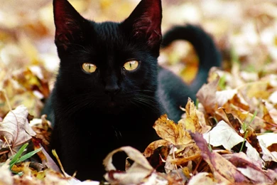 Cute Black Cats Wallpapers   PowerballForLife