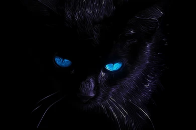 Black Cat Wallpapers   All Wallpapers New