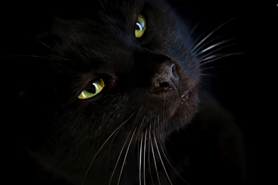 Black Cat Wallpapers   Animal Wallpapers