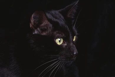 Black Cat Wallpapers