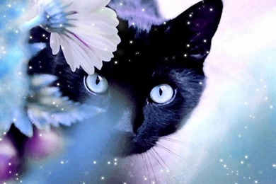 Black cat wallpapers   Beautiful Pictures Wallpapers (36544585)   Fanpop