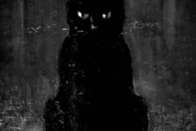 HDscreen: Black Cat Darkness In Shady The Desktop Bakcgrounds