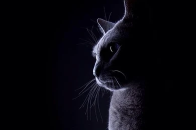 Wallpapers On Pinterest