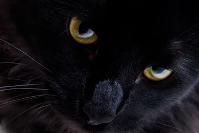 Top Black Persian Cat Wallpaper Images For Pinterest