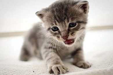 Hd Cat Wallpapers, Free Cat Images, Claw, Hairy, Animals, Pets ...