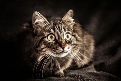 Hd Cat Wallpapers, Kitten Images, Cute Cat Photos, Hairy, Pets ...