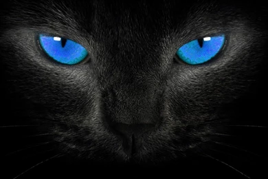 Cats Wallpapers Beautiful Baby Cat Hd Photo Stunning Download ...