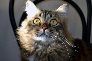 Hd Cat Wallpapers, Kitten Images, Hairy, Animals, Animal Desktop ...