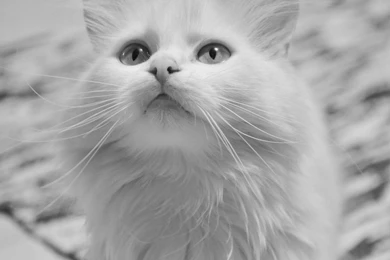 Hd Cat Wallpapers, Kitten Images, Cute Cat Photos, Hairy, Animals ...