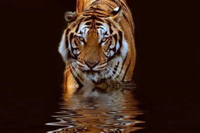 1060 Tiger HD Wallpapers