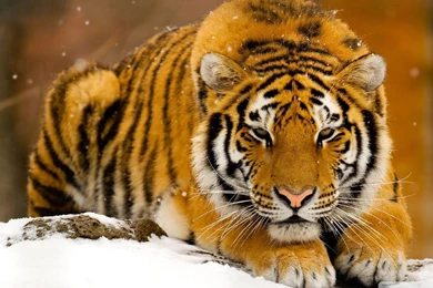 1060 Tiger HD Wallpapers