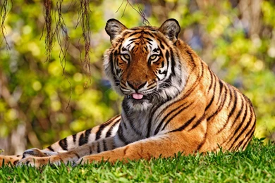 Tiger Widescreen Wallpapers