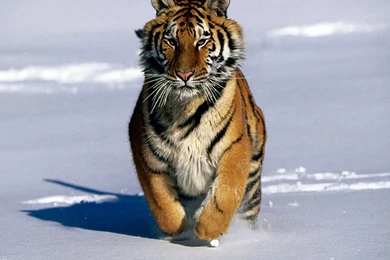 Best Desktop HD Wallpapers   Tiger HD Wallpapers