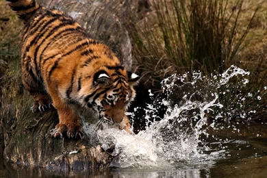 Cool Tiger Wallpapers   Widescreen HD Wallpapers