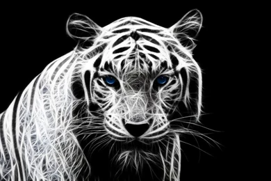 Wallpaperspoints: HD White Tiger Wallpapers