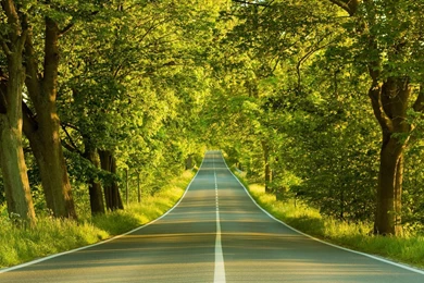 Nature Forest 3D Landscape Wallpapers HD Download Desktop