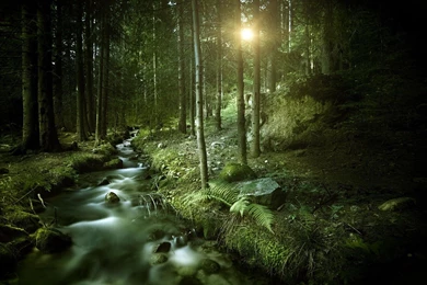 Dark Forest Wallpapers HD Resolution