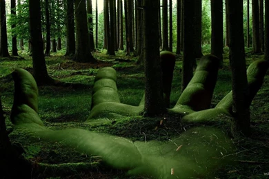 HD Forest Wallpapers