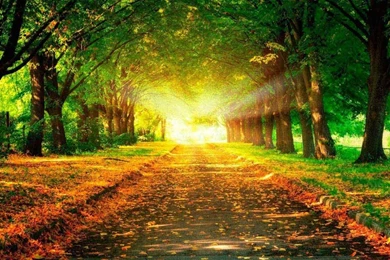 Download Galaxy S4 Forest Wallpapers HD For Android, Galaxy S4 ...